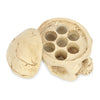 Crazy Hard Resin 7 Holes Tattoo Skull Head Holder Stand for Inks Pigment