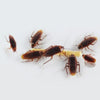 Cockroach Pen for Pest Insects