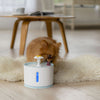 Electric Pet Water Dispenser Automatic Power-off with Luminous LED
