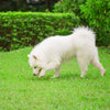 Sinypet 25-inch Dog Flea Collar Tick Insect Repellent Natural Essential Oil Water-resistant Full-body Protection