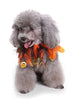 Halloween Pumpkins Scarf for Pet