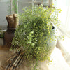 Simulation Plants Series Fresh Flower Rattan Simple Wall Decorative Display