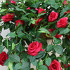 1 Bouquet Rose Wall Mounted Artificial Flower Home Decoration - 90CM