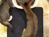 Double Layer Cat Litter Waterproof  Mat