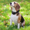 Pet Dog Training Collar Anti Bark No Barking Device Tone Shock Training Collar Adiestramiento Perro Collier Anti Aboiement Chien